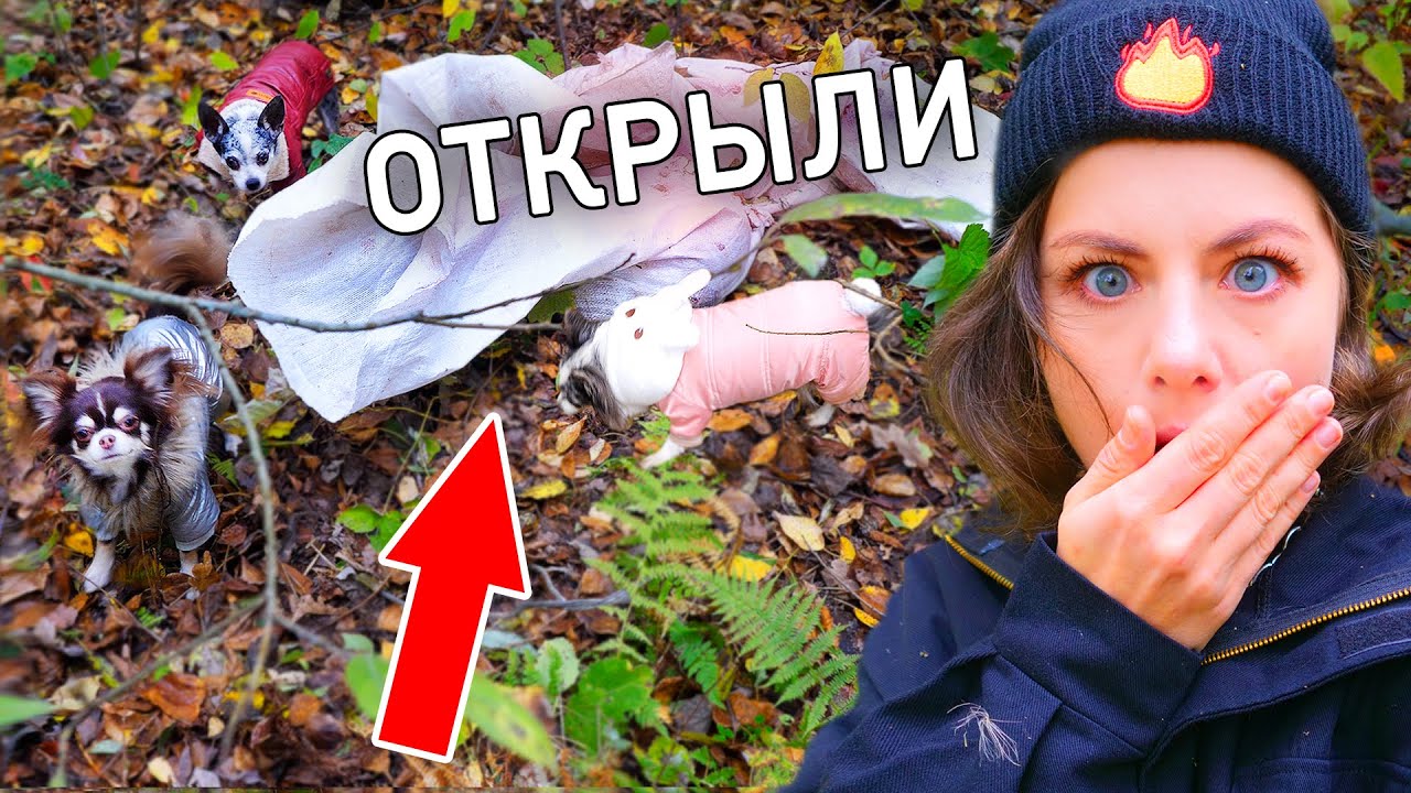 Собаки нашли это в лесу! Что в мешке? Гуляю с собаками, собираем грибы, Юми лазит по деревьям ВЛОГ