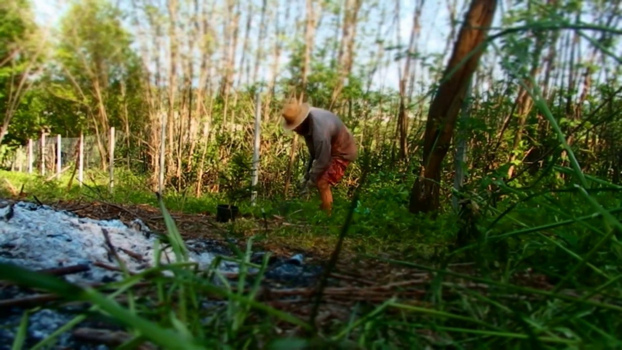 Planting a fir tree / Sajenje jelke