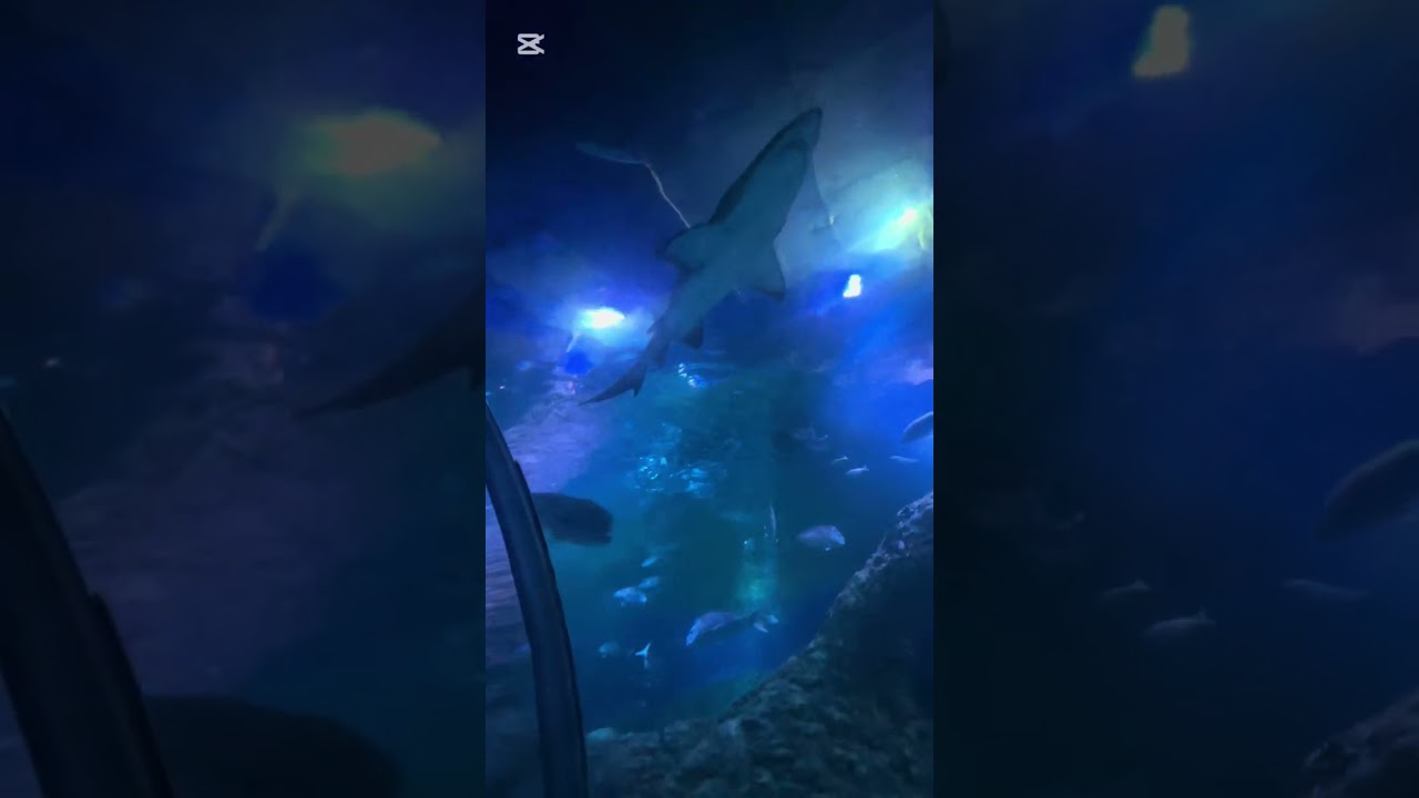 AQWA AQUARIUM fishes and dipssee diver and toy train 🚂 and UN forklift Toyota pallet jack 🤩😱😻😍😎🆒🤩😱😻😍