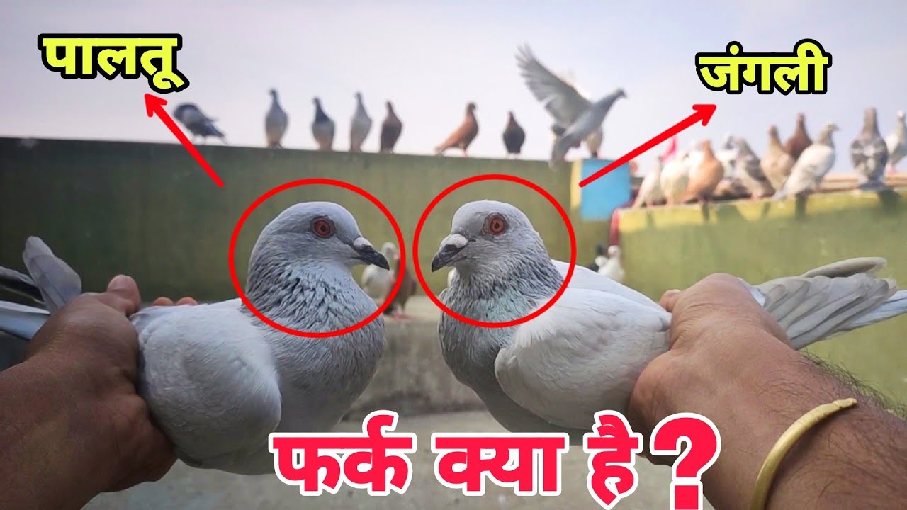 जंगली कबूतर और पालतू कबूतर में कैसे पहचान करें | Jungali Or Paltu Kabootar Me Kaise Pehechan Kre