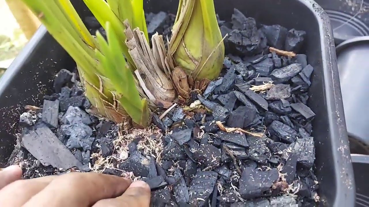 MANEIRA CERTA DE PLANTAR CYMBIDIUM E COMO FAZER ELE FLORIR!!!