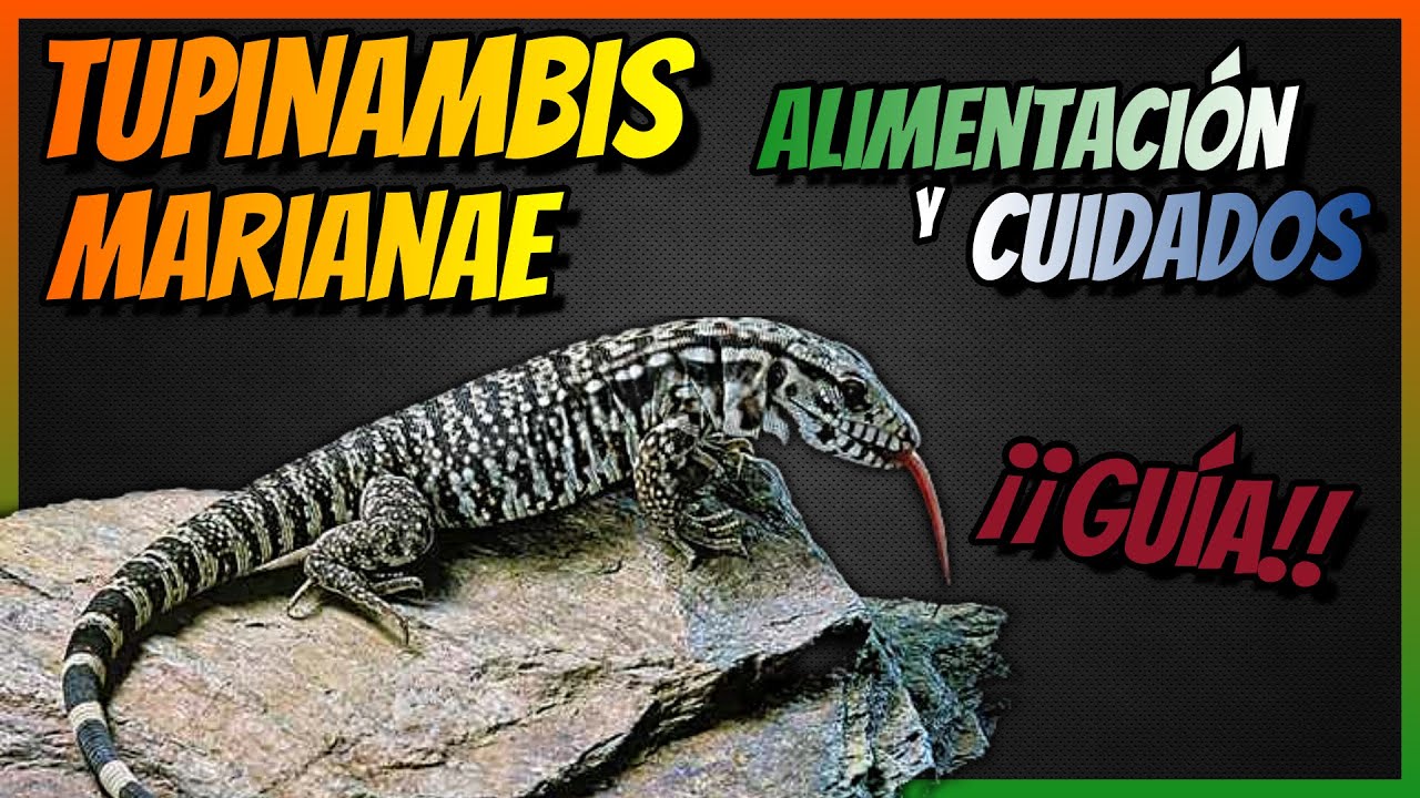 (Guía) TUPINAMBIS MARIANAE 🦎Tegu Argentino ► Alimentación y Cuidados 🦎 🦎 🦎