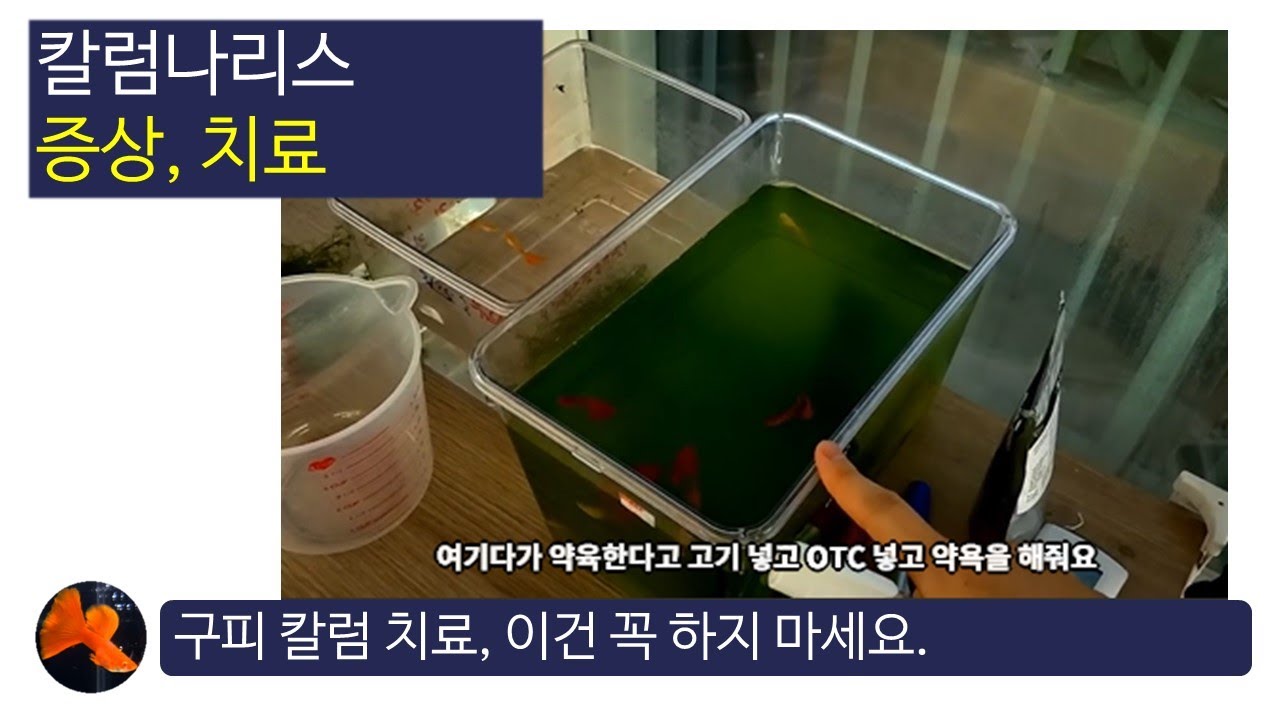 구피 에이즈 칼럼나리스 증상, 치료 이건 꼭 하지 마세요.