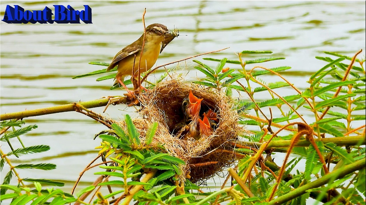 Mother do everything to feed her child Such as this bird hunted insect to feed baby in nest Ep3