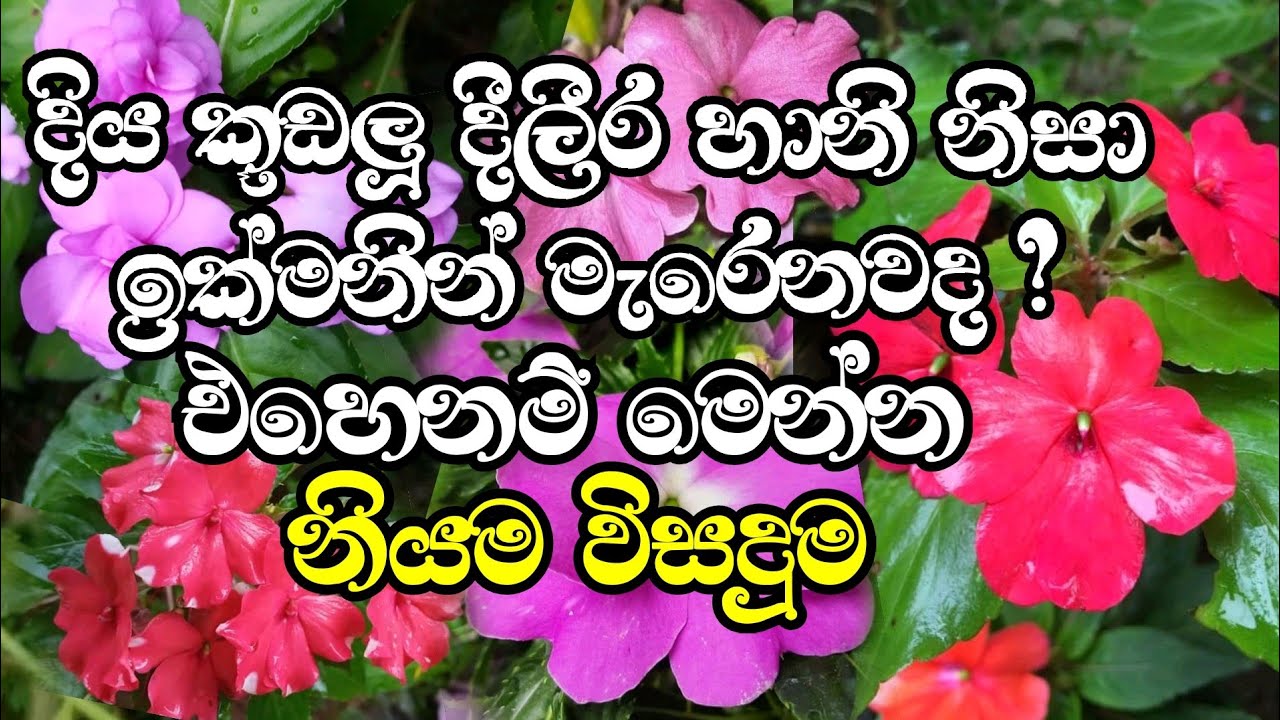 දිය කූඩලු දීලීර රෝගවලින් නිවරදිව ආරක්ෂා කරගනිමු