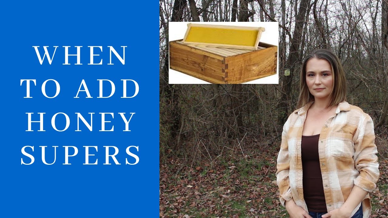 When To Add Honey Supers To Your Beehive