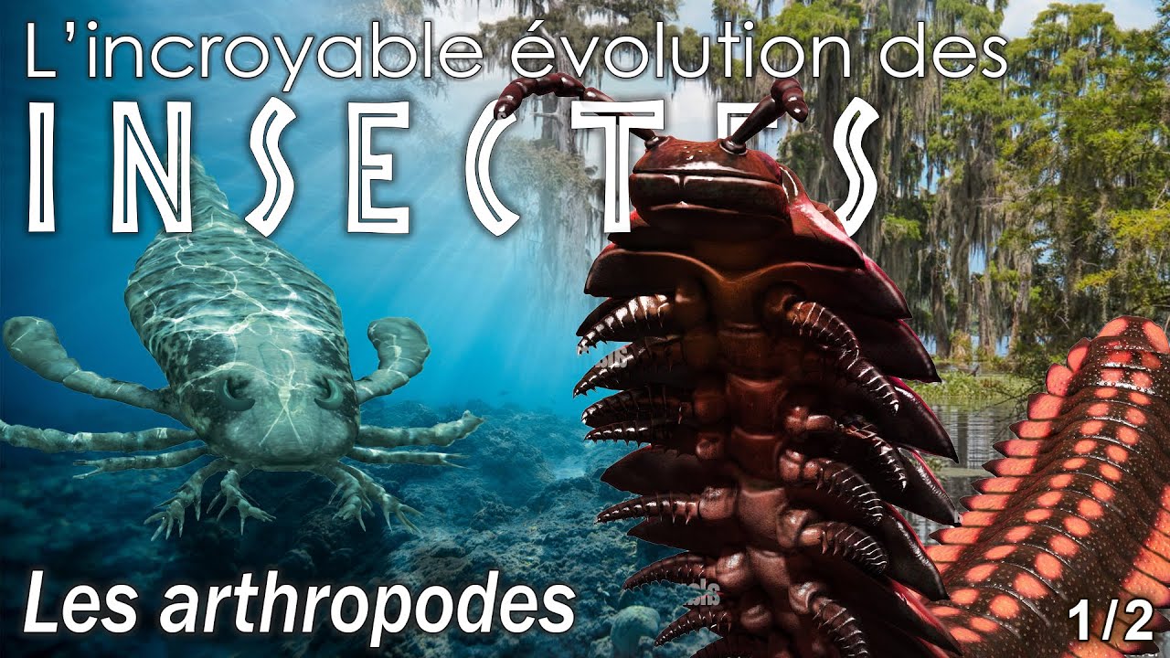 Aux origines des insectes - 1/2  - Les arthropodes -  Évolution / Paléontologie  - Simplex Paléo