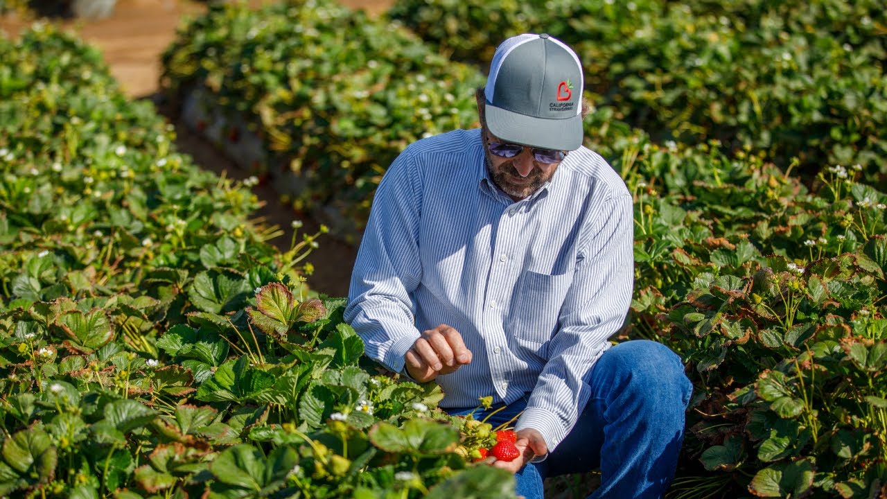 Strawberry Farmer Tom AmRhein | California Strawberry Farmer Tom AmRhein| Strawberry Grower Story