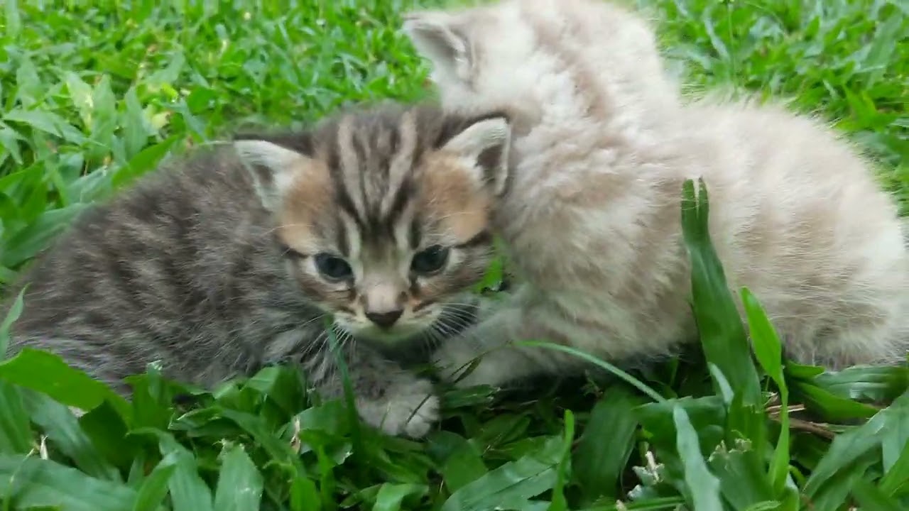 ANAK KUCING MEONG MEONG KETIKA MAIN DIRUMPUT HIJAU BAHAGIA