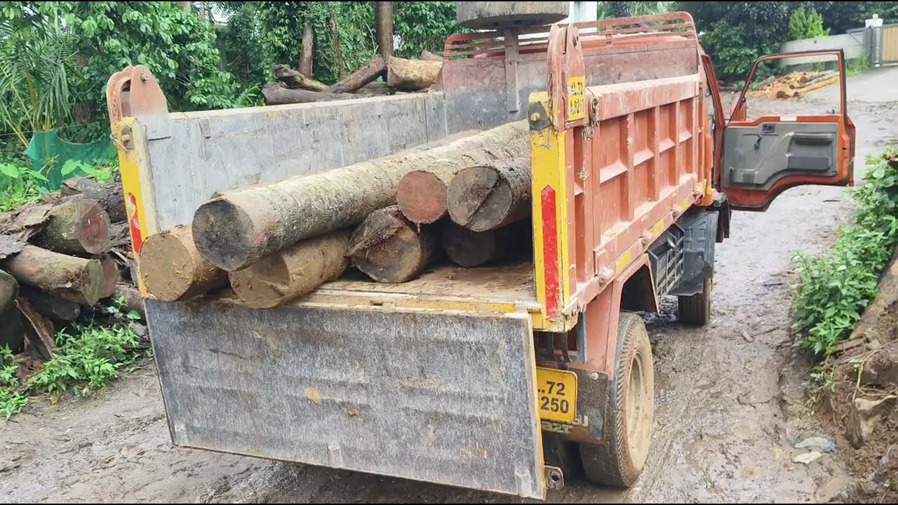 আজ আমরা নারকেলের গাছ চাঁপাই লাম