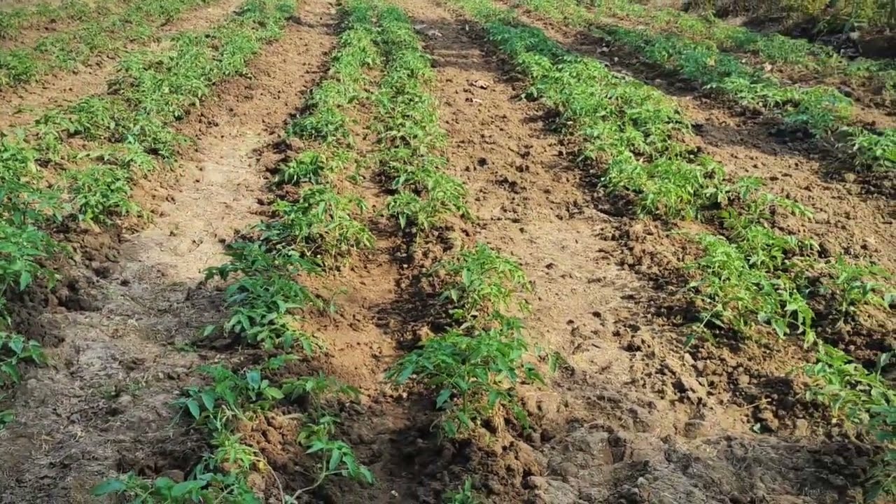 Tomato Framing | How to cultivate tomato  |Full process of tomato cultivation  |  टमाटर की खेती। |