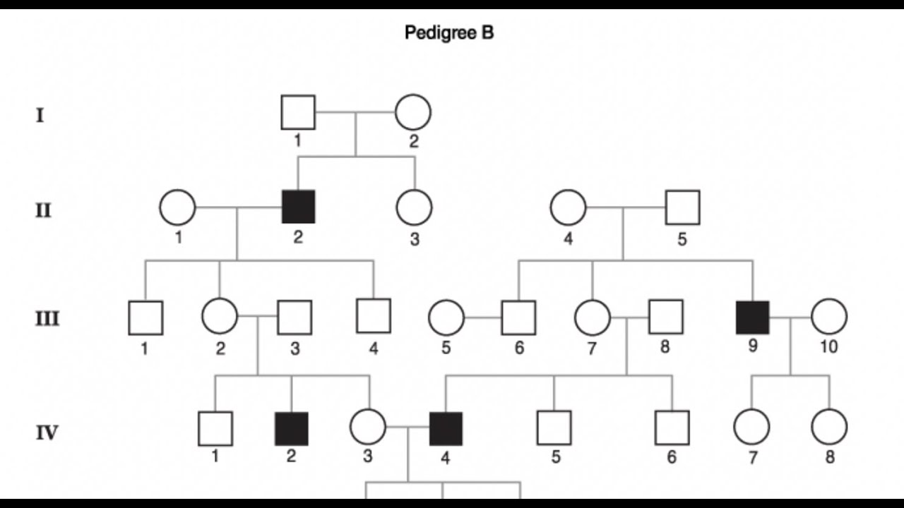 รวมแนวข้อสอบชีวะ Pedigree