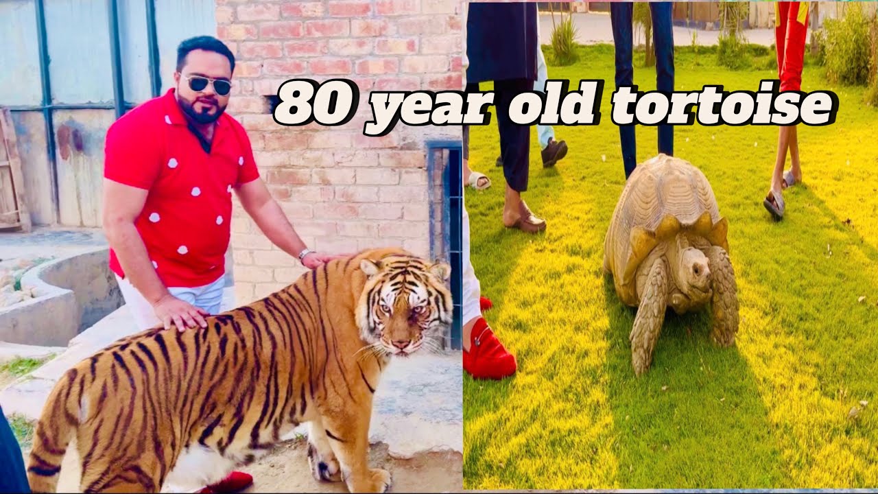30 tigers 🐅 and lions 🦁 at farmhouse
