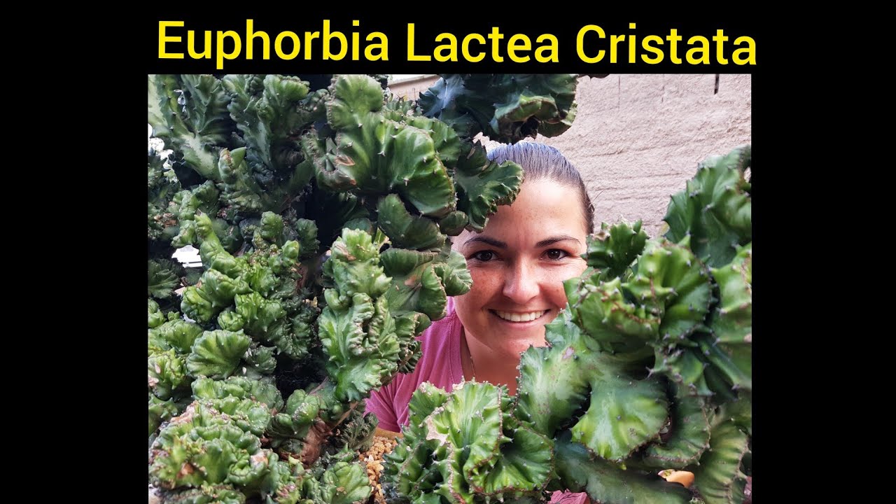 Euphorbia Lactea Cristata