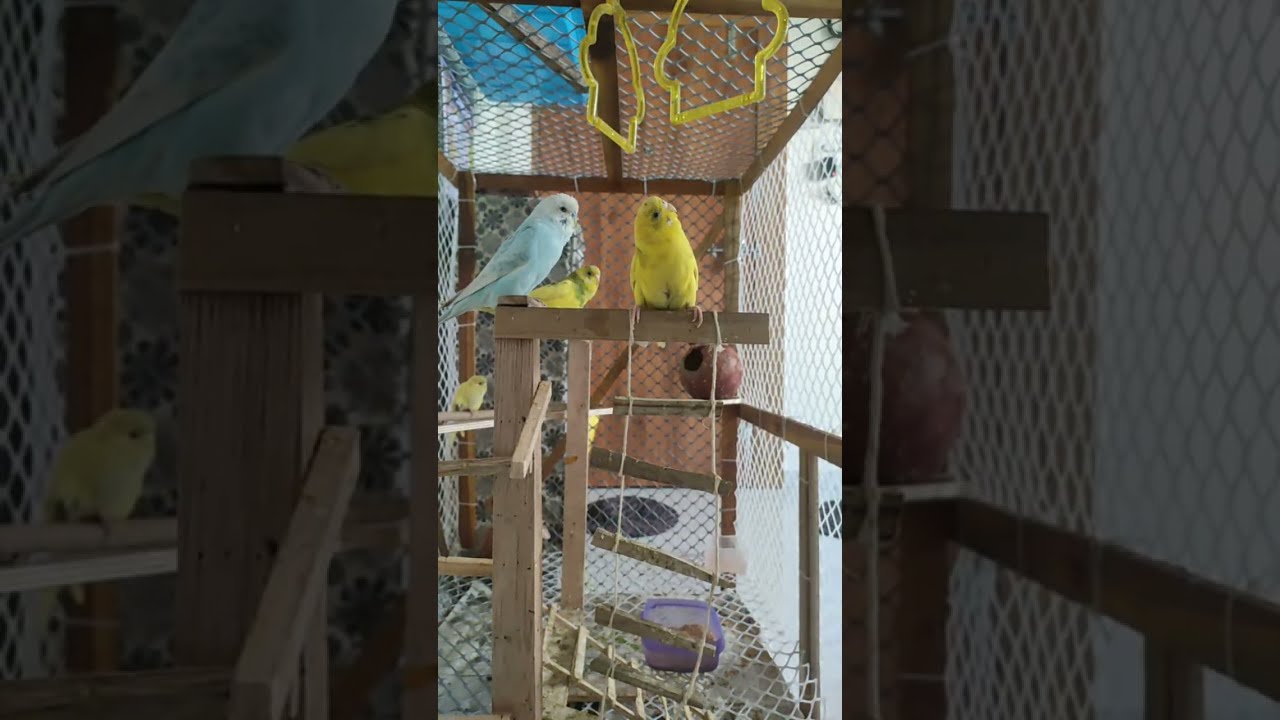 #birds #budgies #riocystown #shorts #trending