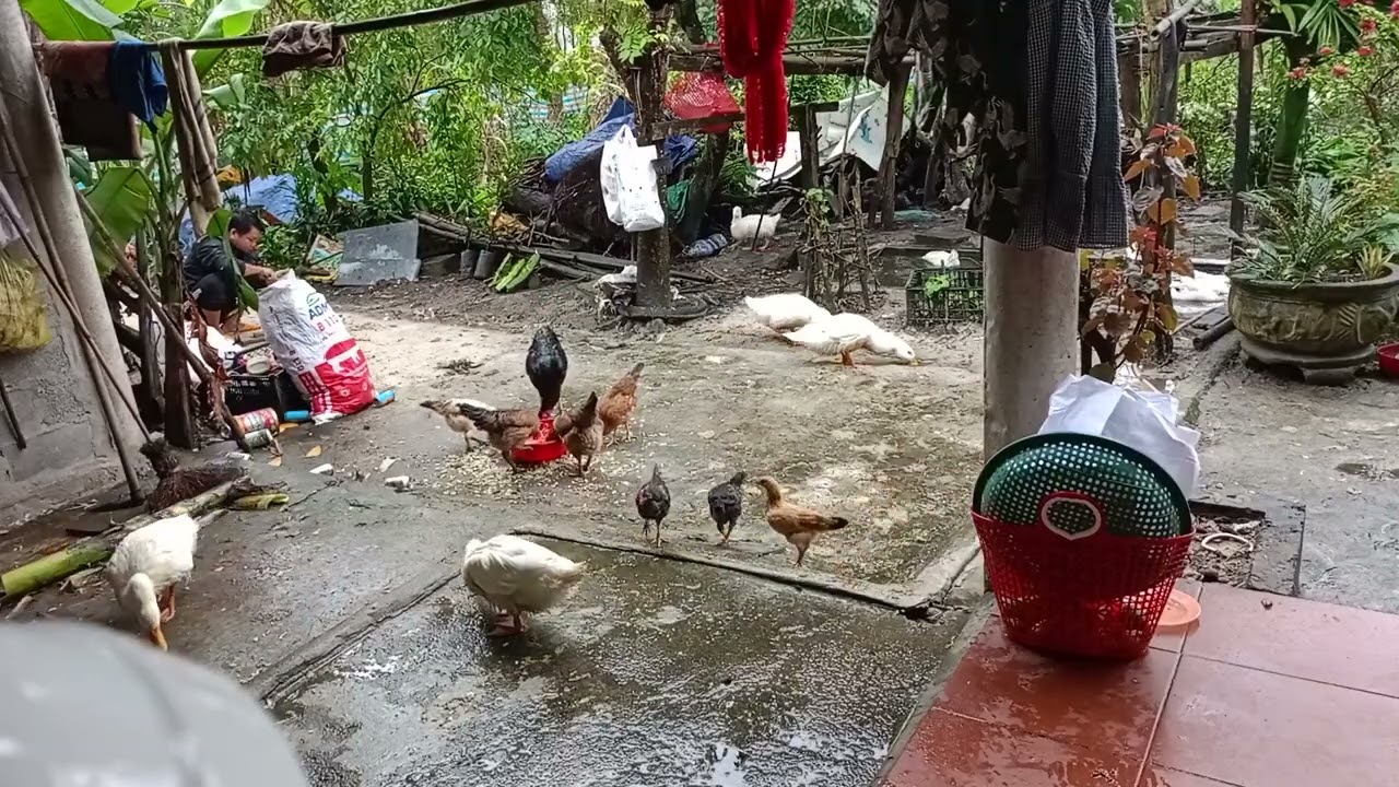 The Beauty of Rural Life: Daily Adventures in the Countryside