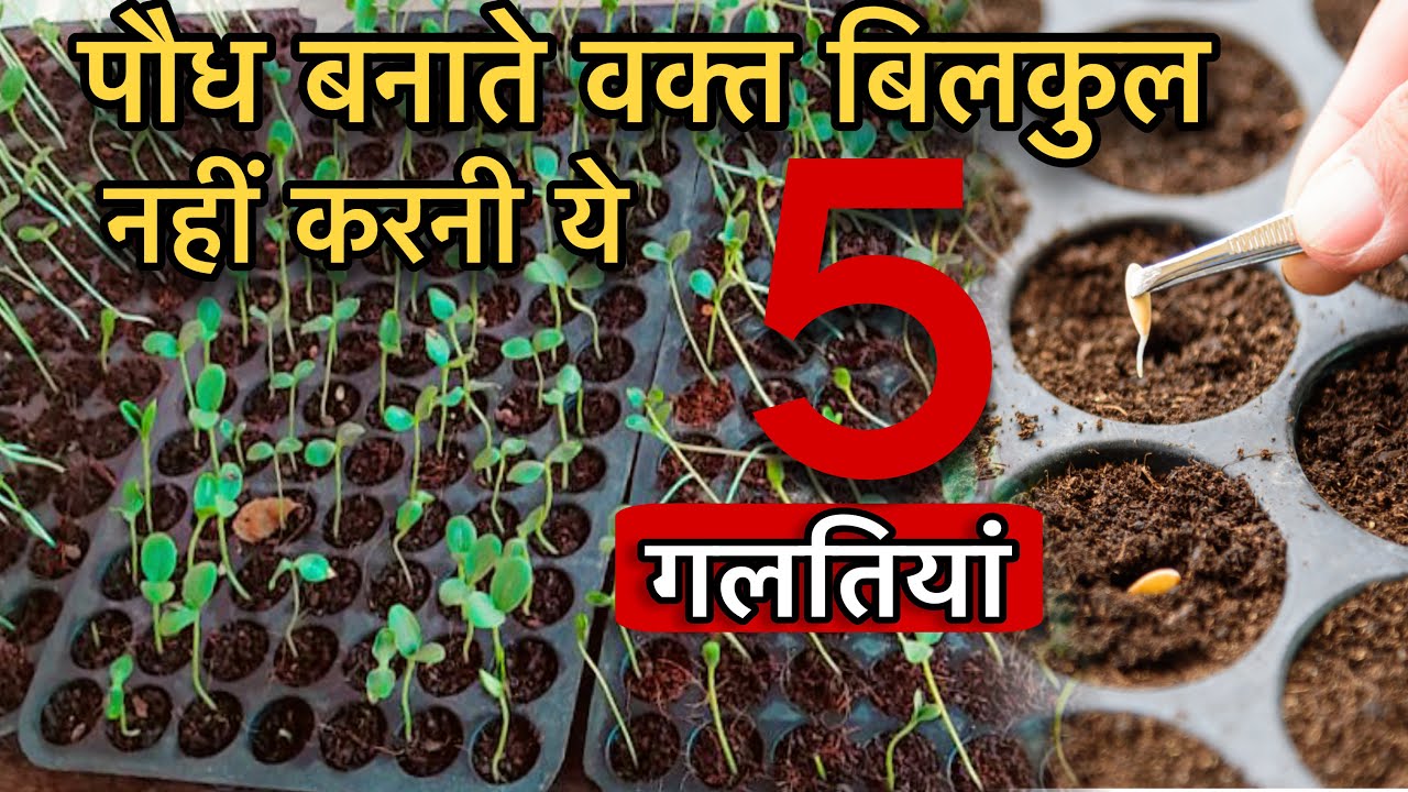 प्रो ट्रे नर्सरी में गलतियां और समाधान| pro tray nursery technique| by PC Verma