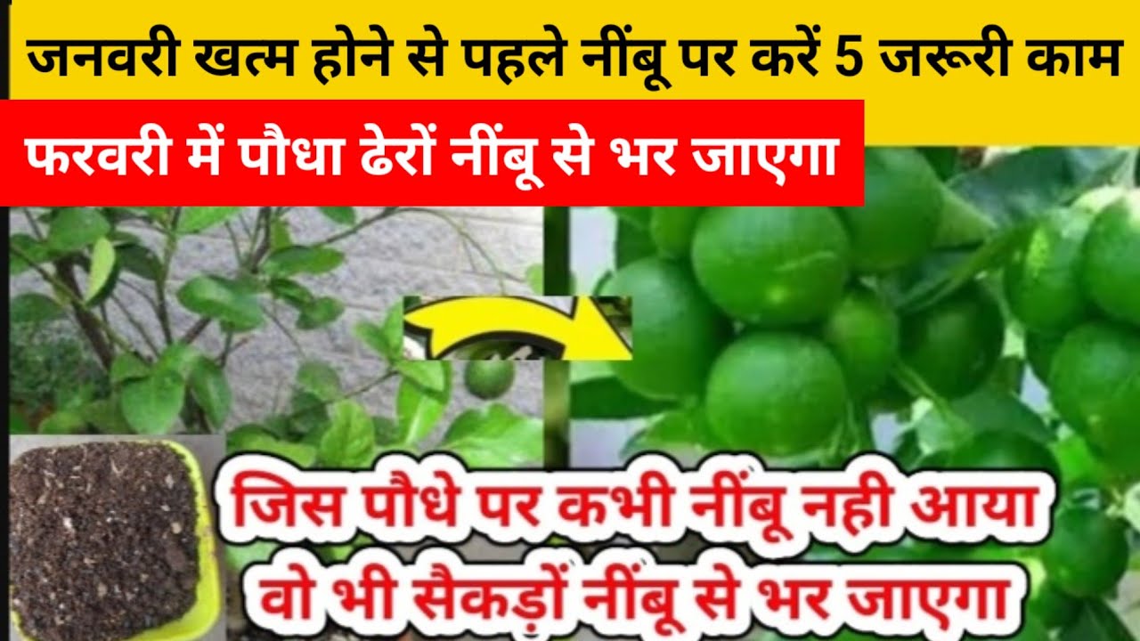 फरवरी मे नींबू का पौधा सैकड़ों नींबू से भर जाएगा,जनवरी में तुरंत करे ये 5 कामLemon plant care #lemon