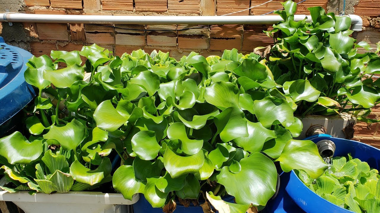 Tilápias em caixa d`água Porque uso plantas aquáticas na criação de peixes, quais são os benefícios