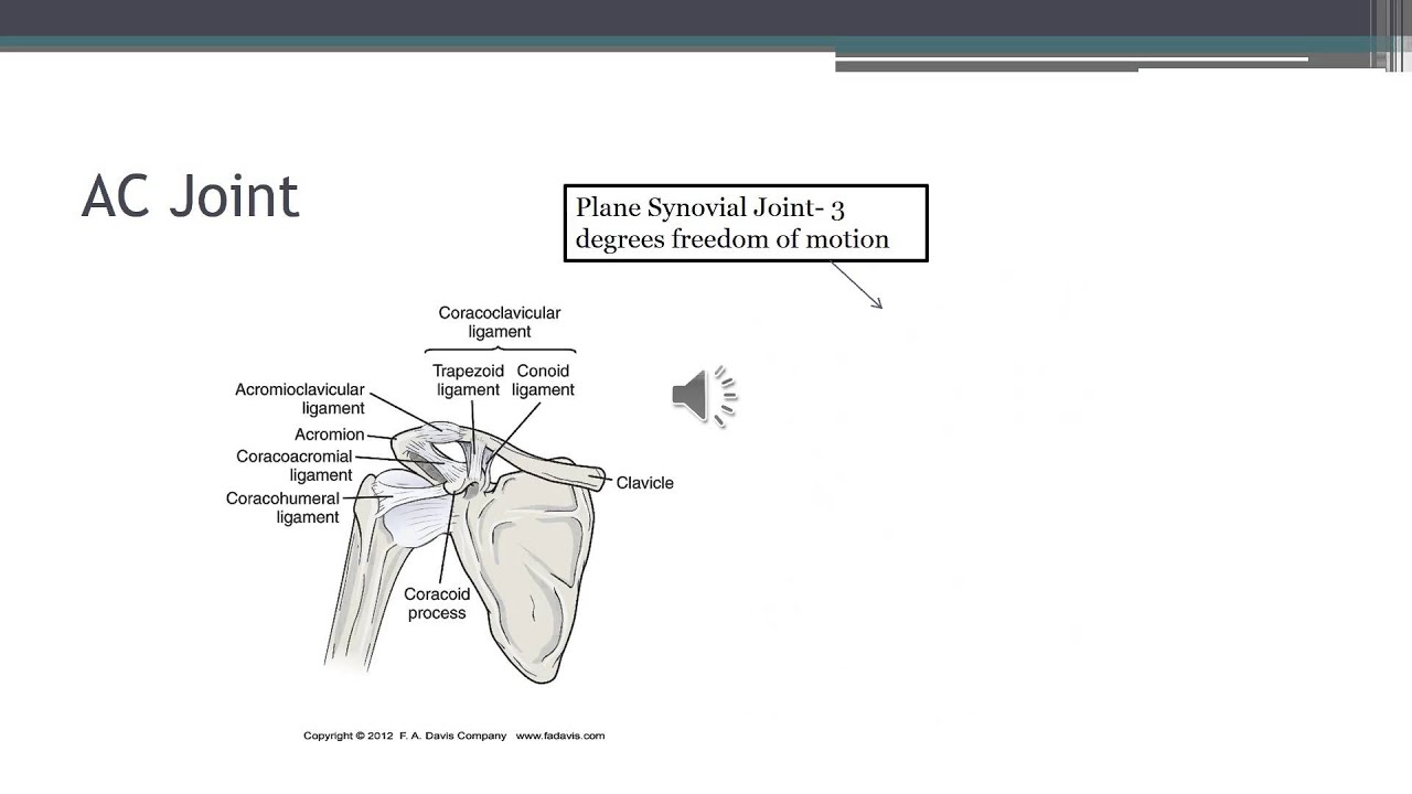 Shoulder Complex Biomechanics