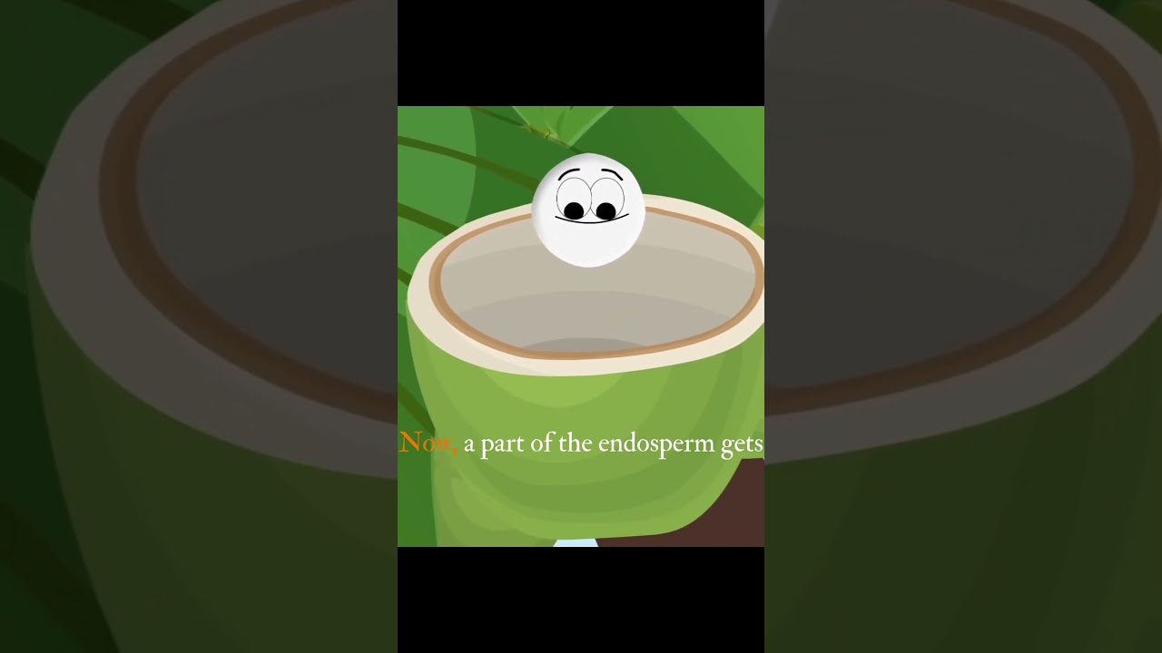 How Do Coconuts Get Water Inside Them?