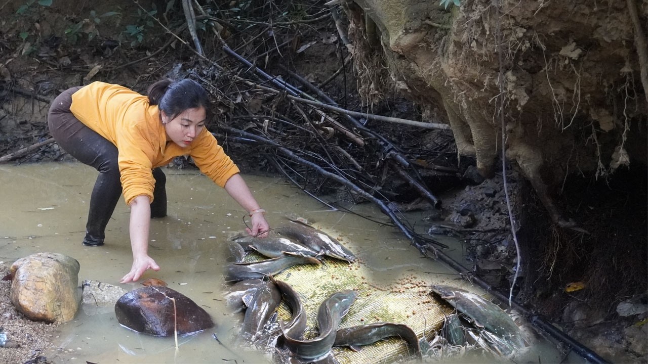 Harvesting fish in a wild lake - Harvest millions of oranges to sell
