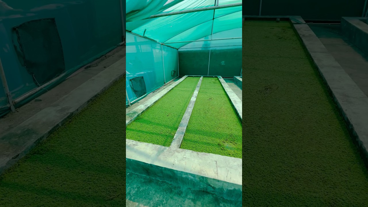 Azolla farming #azola #azolafarming #azolla #azollacultivation #agriculture #short