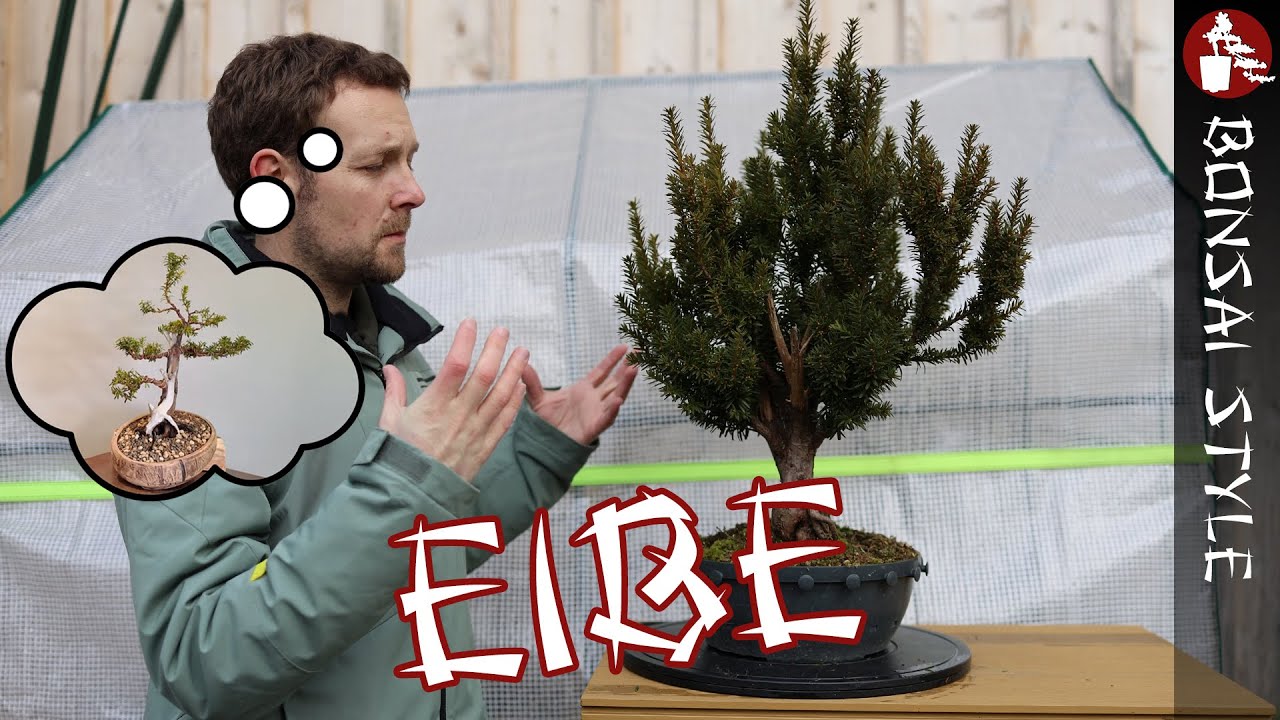 Neue Vision für meine Eibe | #133