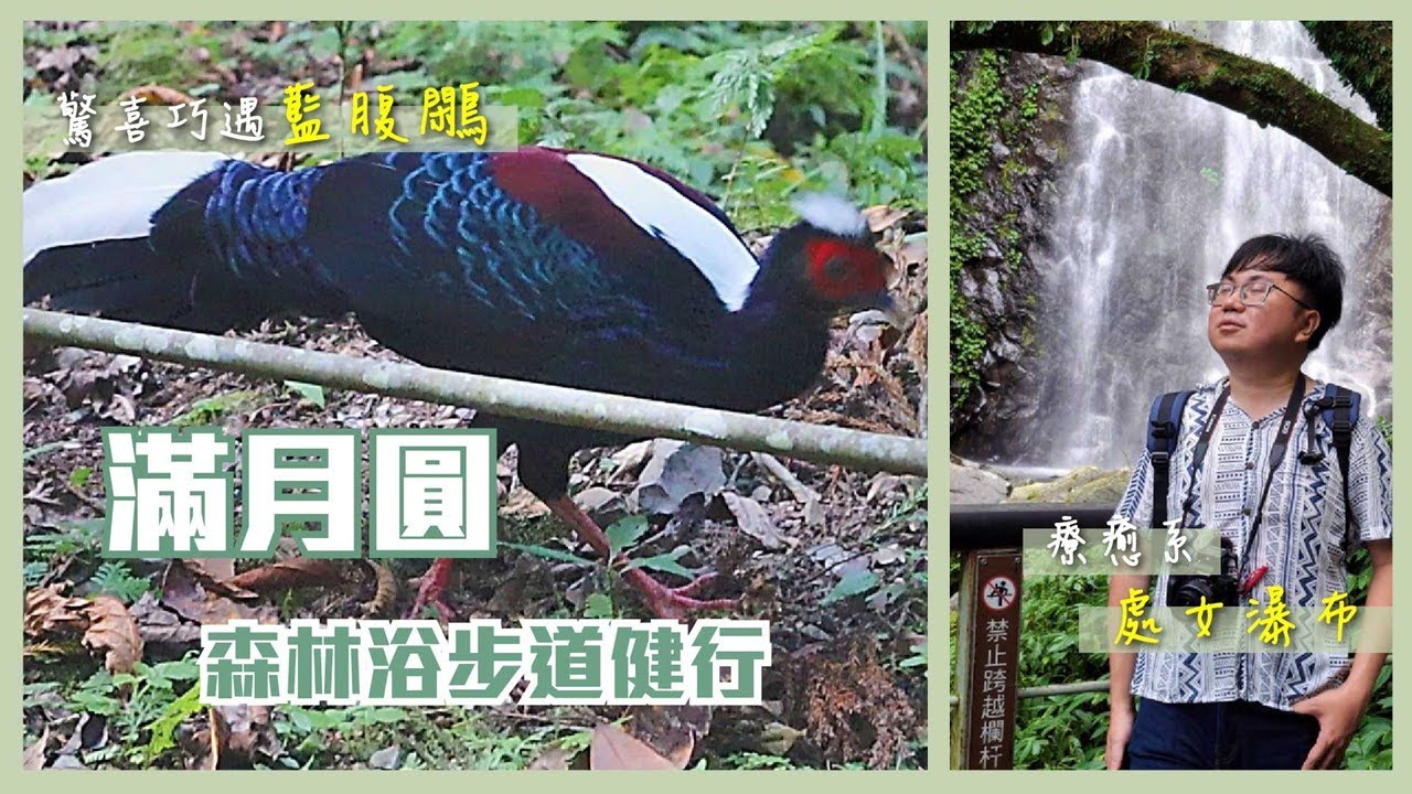 【三峽滿月圓Vlog】處女瀑布＋滿月圓瀑布一次收！藍腹鷴出沒的療癒森林步道