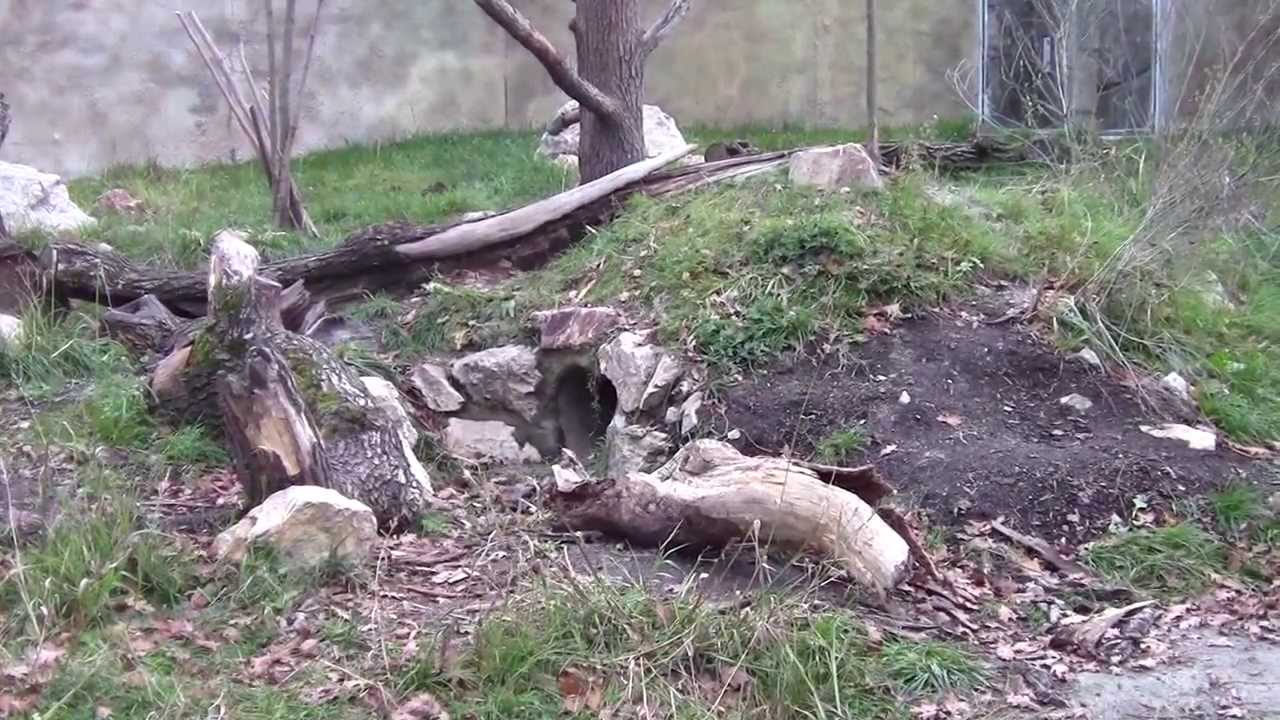 Rosomák Zoo Hluboká nad Vltavou