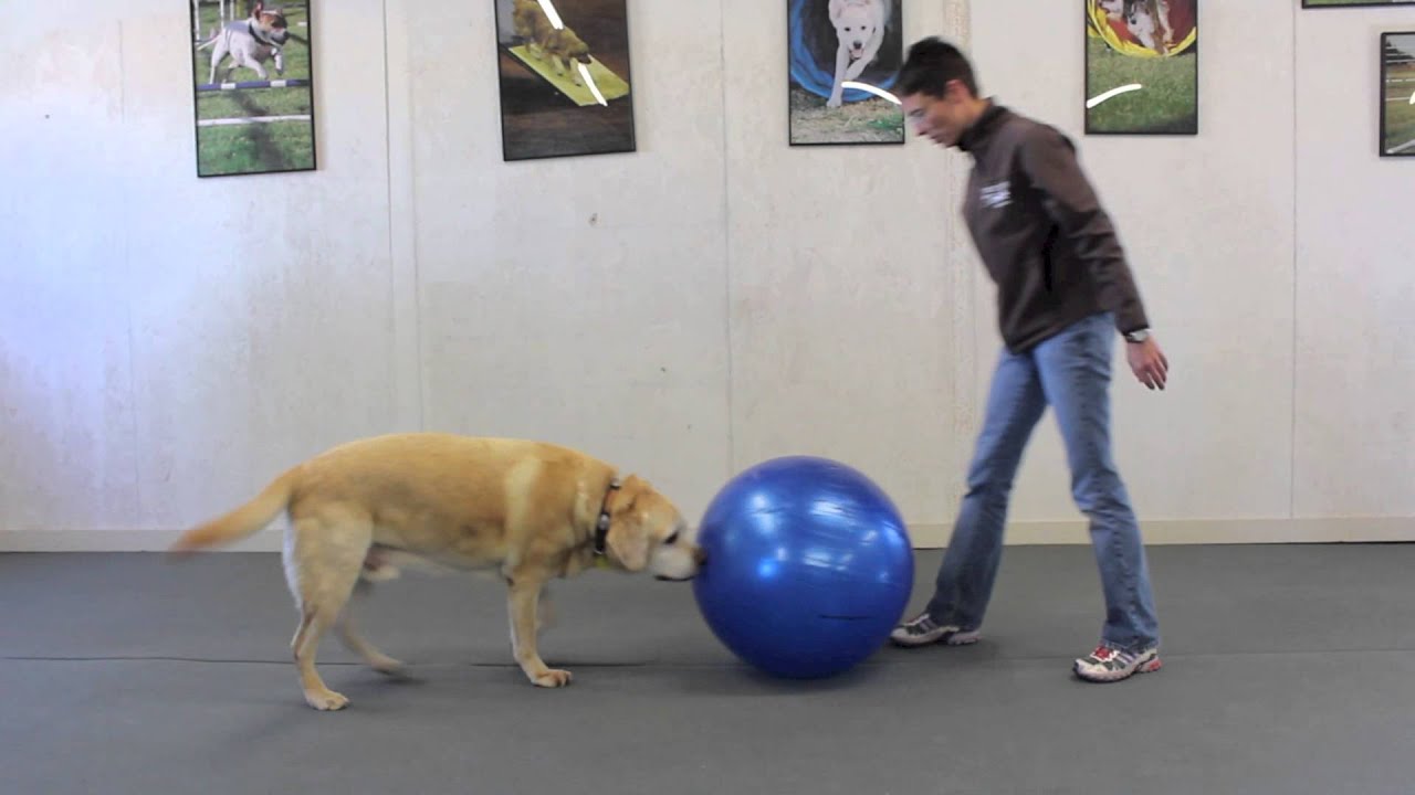 Introduction to Treibball
