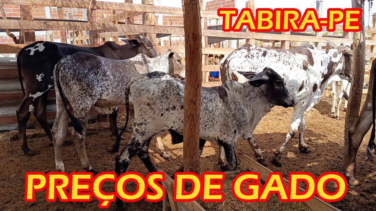 Preços de gado em Tabira-PE (13/02/26)