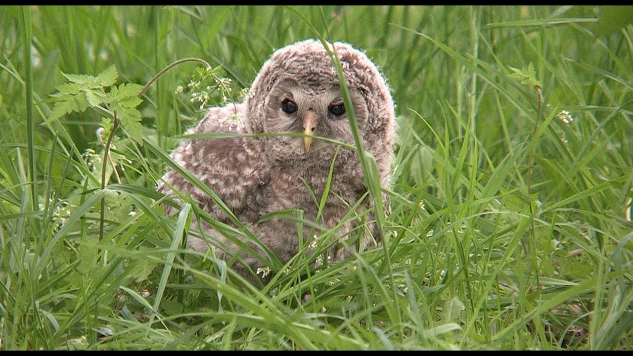 夕暮れどき　エゾフクロウが木から落ちた