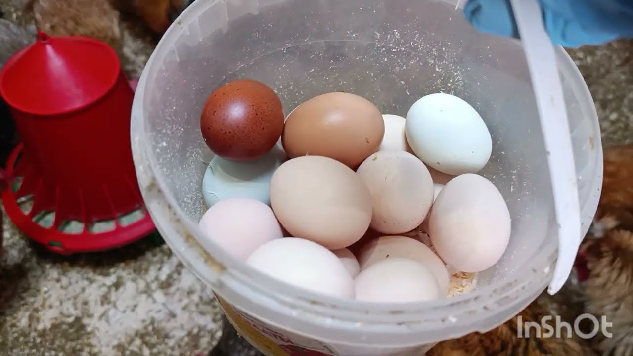 Утренний сбор очень порадовал!👍🤗🐔