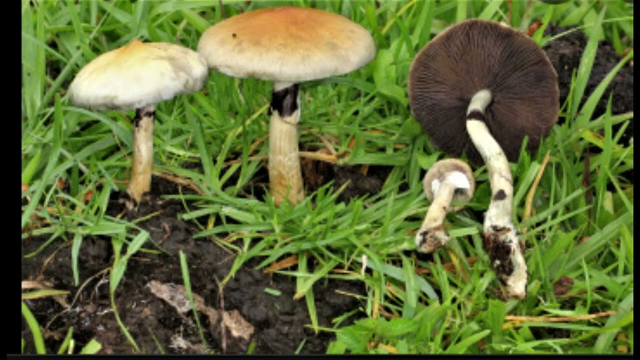 Psilocybe cubensis
