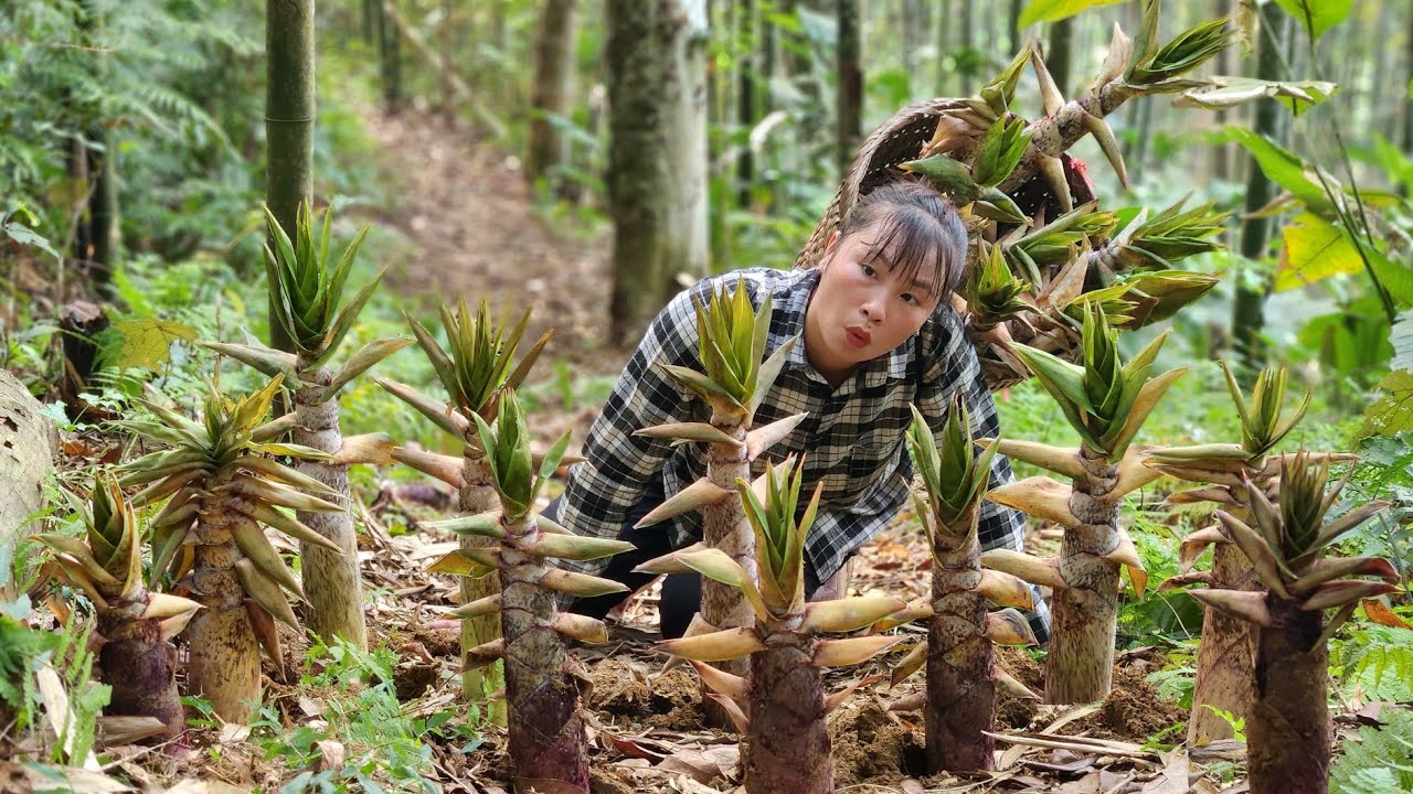 FULL  VIDEO: Harvesting giant sweet bamboo shoots to sell - How to preserve bamboo shoots