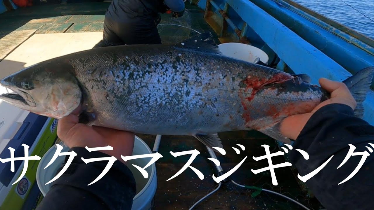 そろそろサクラマスジギングを見て気持ちを高めませんか？