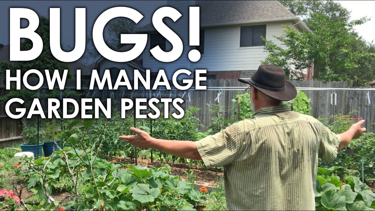 How I Manage Garden Pests || Black Gumbo