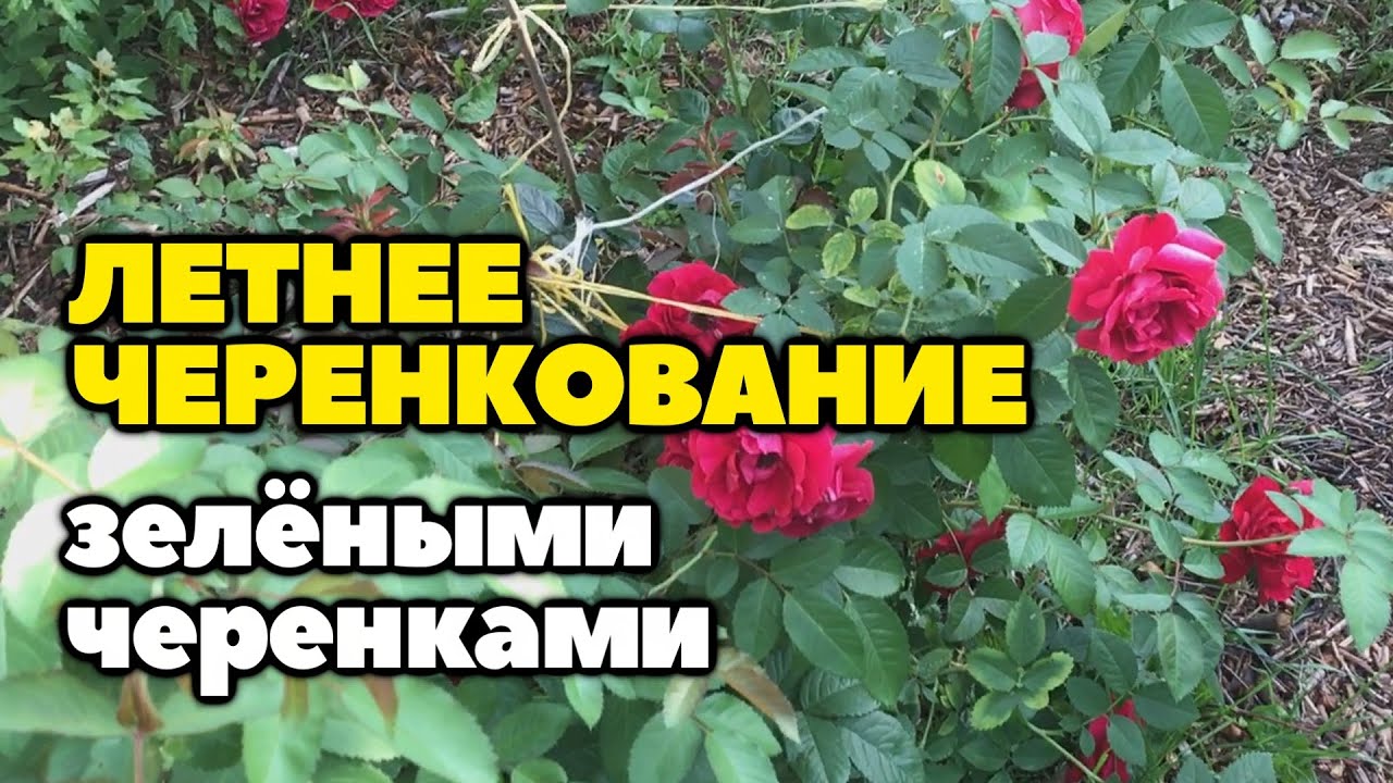 Летнее черенкование зелеными черенками на примере розы и вишни