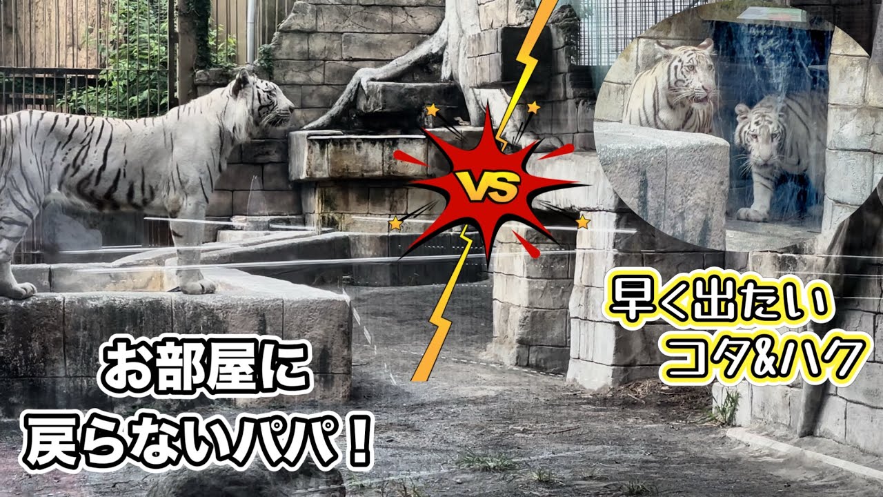 ストライキするシュガーパパ🐯コタくんとハクくんは、いつ庭に出られるのか⁉️ 8月28日 東武動物公園　ホワイトタイガー赤ちゃん