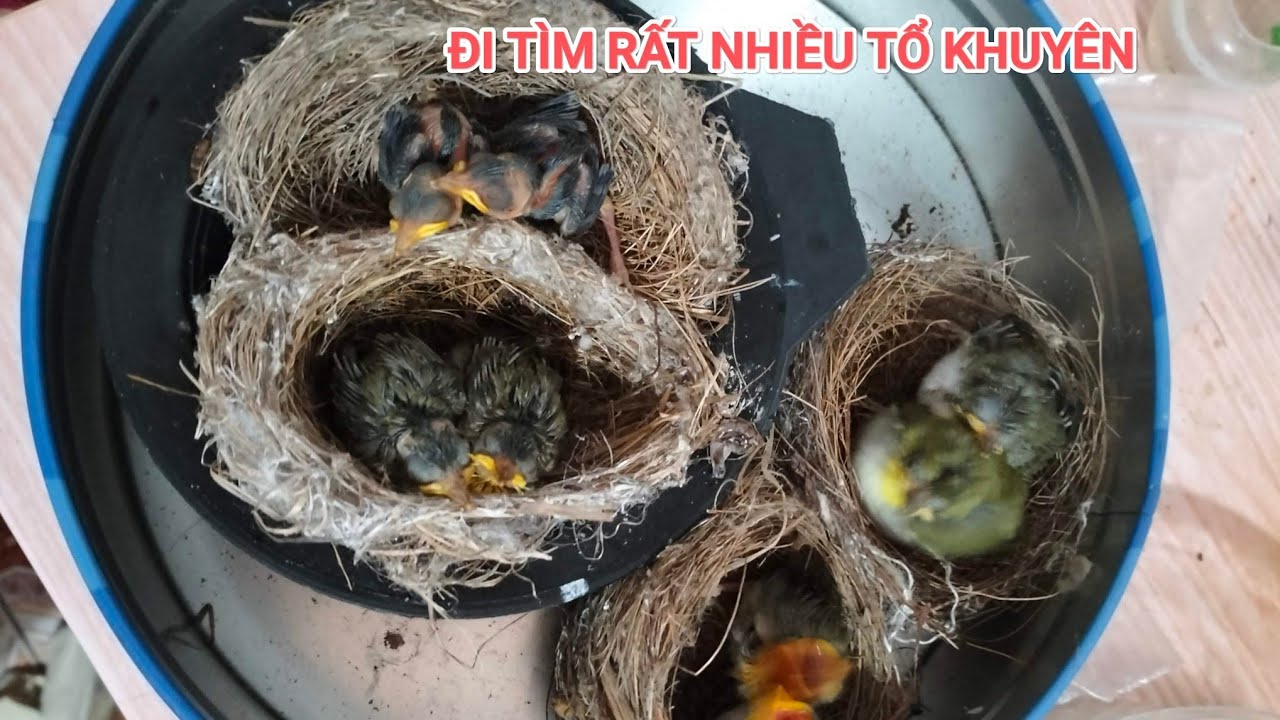 Tìm Thấy Rất Nhiều Tổ Chim Vành Khuyên Non Đầu Vụ Và Tổ Rất Nhiều Trứng | Tổ Đội Săn Bắt