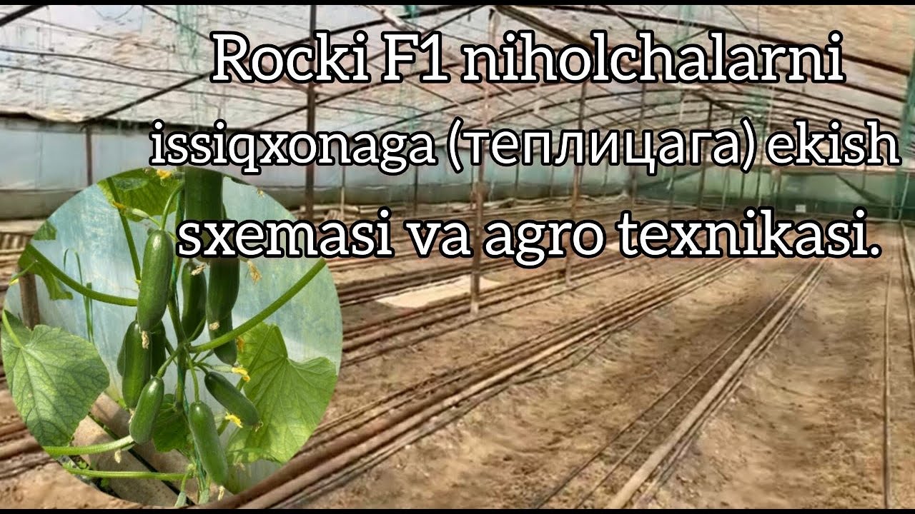 (2-қисм) Бодринг нихолчаларини  иссиқхонага  экиш схемаси ва агро техникаси. Рокки Ф1 экилган.