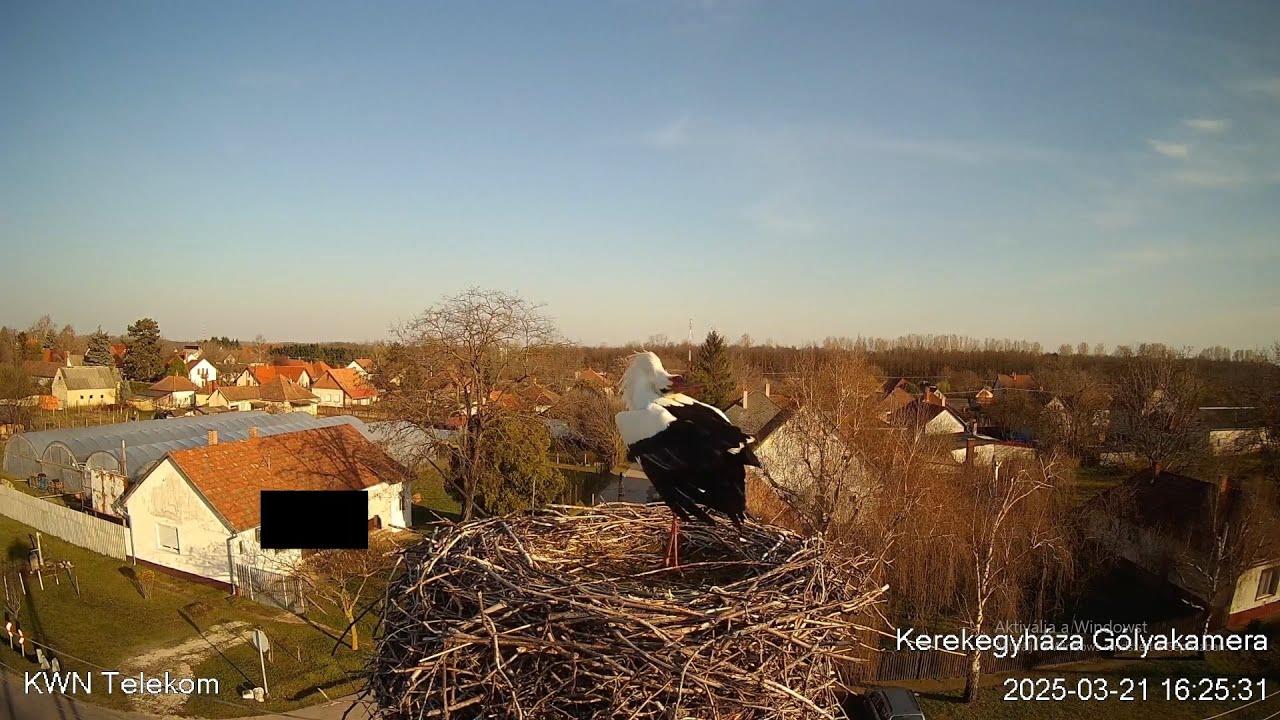 Kerekegyháza Gólyakamera 2025 az első gólya érkezése
