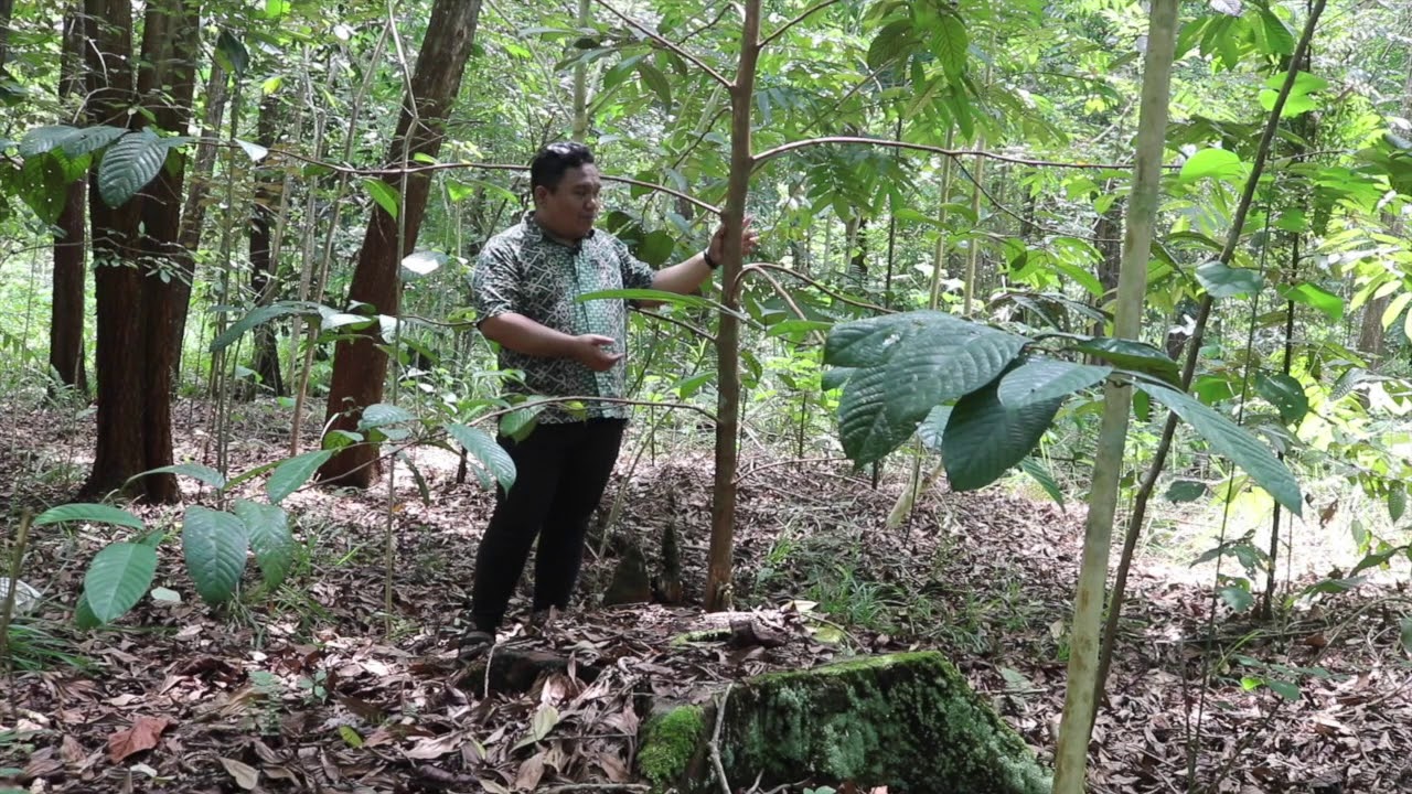 Mengenal Pohon Ulin