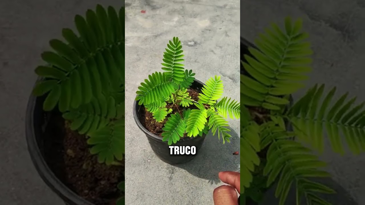 Esta planta se hace la muerta para sobrevivir😱 #shorts