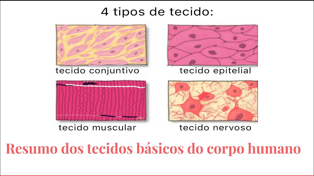 Resumo dos tecidos básicos do corpo humano