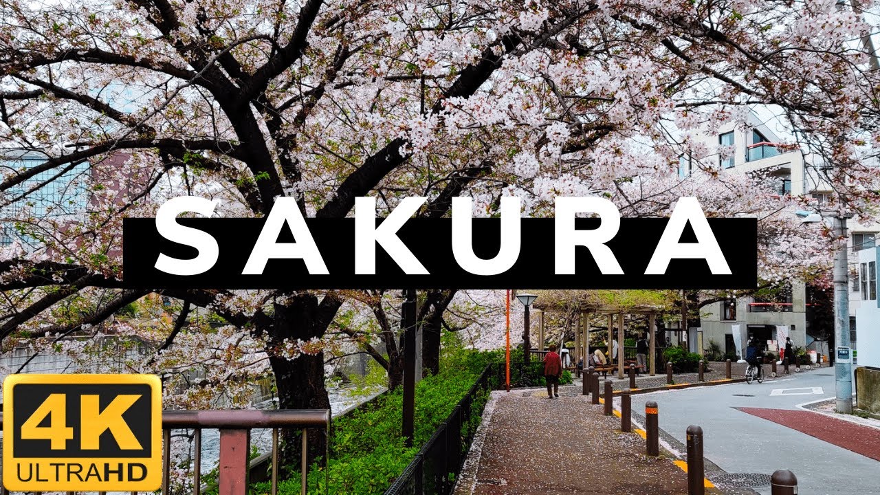 [4K] Cherry Blossoms (Sakura) 2021 | Walk alongside the Meguro River | Meguro, Tokyo |