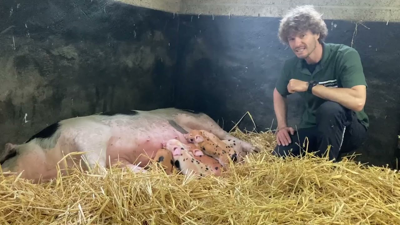 De biggen zijn geboren!