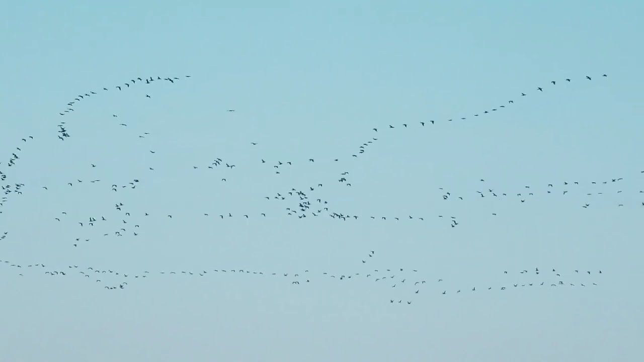 萬千鸕鷀 Comorants On Air (Starlight on the Water , Peace Creek , Glacier)