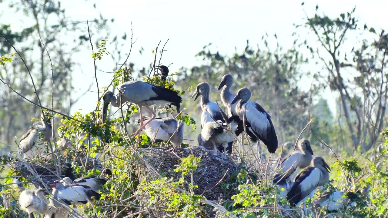 Wonderful Of Geography Unlocking Flooded Forest Where Millions Of Bird Lives with Peace 0046